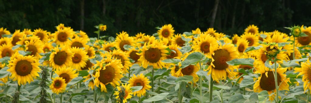 This image has an empty alt attribute; its file name is Sunflower-Banner-1024x342.jpg